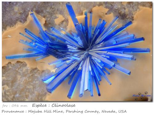 Clinoclase<br />Majuba Hill Mine, Antelope District, Pershing County, Nevada, USA<br />fov 0.96 mm<br /> (Author: ploum)
