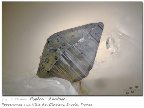 Anatase<br />Ville des Glaciers, Saboya, Auvergne-Rhône-Alpes, Francia<br />fov 1.56 mm<br /> (Author: ploum)