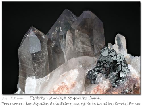 Anatase and Quartz (variety smoky)<br />Ville des Glaciers, Savoie, Auvergne-Rhône-Alpes, France<br />fov 25 mm<br /> (Author: ploum)