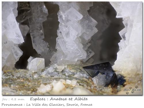 Anatase and Albite<br />Ville des Glaciers, Savoie, Auvergne-Rhône-Alpes, France<br />fov 4.8 mm<br /> (Author: ploum)