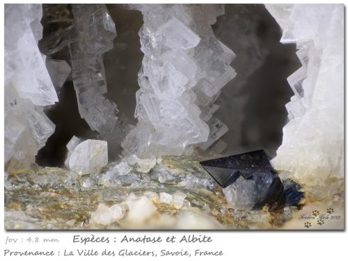 Anatase and Albite<br />Ville des Glaciers, Saboya, Auvergne-Rhône-Alpes, Francia<br />fov 4.8 mm<br /> (Author: ploum)