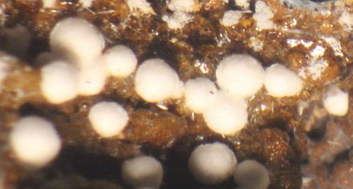 Alumohydrocalcita<br />Elvira Mine, Rocabruna, Bruguers, Gavà, Comarca Baix Llobregat, Barcelona, Catalonia / Catalunya, Spain<br />21 x 17 x 15mm.<br /> (Autor: José Luis Zamora)