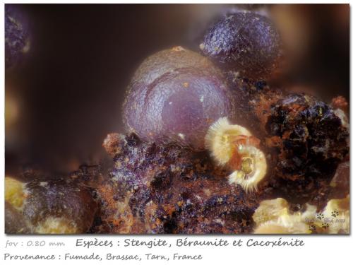 Strengite, Beraunite, Cacoxenite<br />Fumade, Castelnau-de-Brassac, Tarn, Occitanie, France<br />fov 0.80 mm<br /> (Author: ploum)