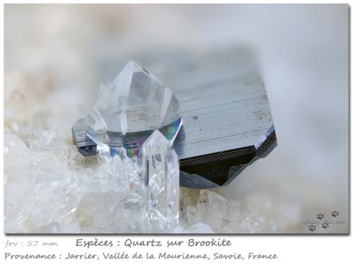 Quartz on Brookite<br />Jarrier, Saint-Jean-de-Maurienne, Saboya, Auvergne-Rhône-Alpes, Francia<br />Fov 5.7 mm<br /> (Author: ploum)