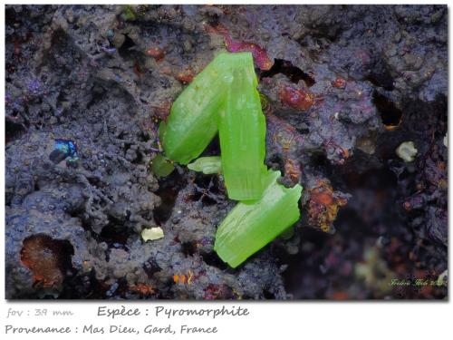 Pyromorphite<br />Mas Dieu, Mercoirol, Alès, Gard, Occitanie, Francia<br />fov 3.9 mm<br /> (Author: ploum)