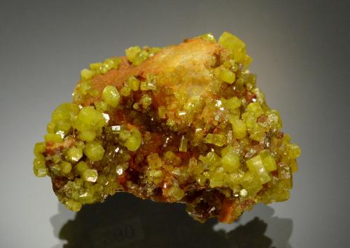 Pyromorphite<br />Wheal Alfred, Phillack, Cornwall, England / United Kingdom<br />3.6 x 2.7 cm<br /> (Author: Michael Shaw)