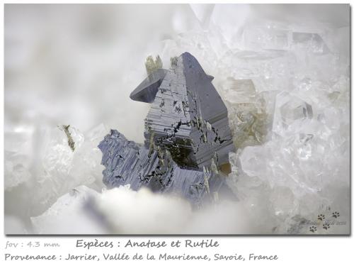 Anatase and Rutile<br />Jarrier, Saint-Jean-de-Maurienne, Saboya, Auvergne-Rhône-Alpes, Francia<br />fov 4.3 mm<br /> (Author: ploum)