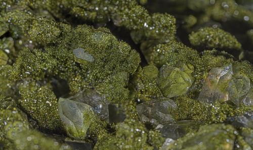 Quartz, Epidote<br />Hakkâri District, Hakkâri Province, Turkey<br /><br /> (Author: am mizunaka)