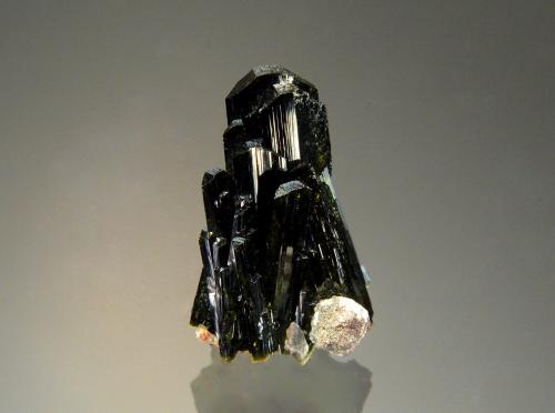 Olivenite<br />Mina Milpillas, nivel 992, Cuitaca, Municipio Santa Cruz, Sonora, México<br />2.0 x 1.3 cm<br /> (Author: Michael Shaw)