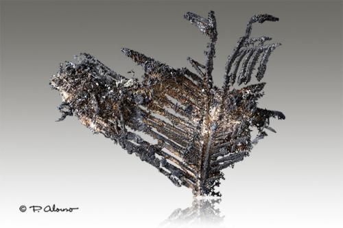 Plata<br />New Nevada Mine, Cerro San Antonio, San Miguel, Batopilas, Andrés del Río District, Municipio Batopilas, Chihuahua, Mexico<br />3cm x 5cm x 0,5cm<br /> (Autor: Pere Alonso)