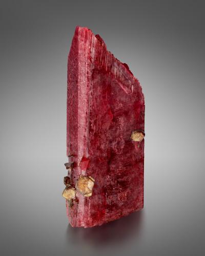 Rhodonite<br />Mina Broken Hill Proprietary, Broken Hill, Condado Yancowinna, Nueva Gales del Sur, Australia<br />3.5 x 2.5 x 9.5 cm / main crystal: 9.5 cm<br /> (Author: MIM Museum)