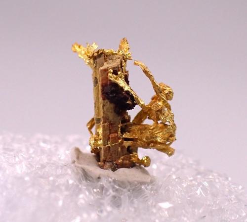 Gold<br />Tiglit, Assa-Zag Province, Guelmim-Oued Noun Region, Morocco<br />6.5 mm x 7 mm<br /> (Author: Don Lum)