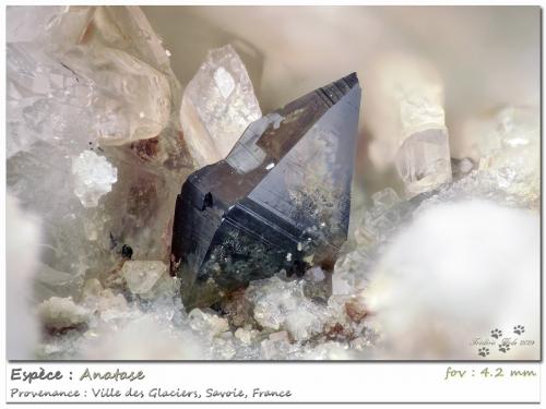 Anatase<br />Ville des Glaciers, Saboya, Auvergne-Rhône-Alpes, Francia<br />fov 4.2 mm<br /> (Author: ploum)