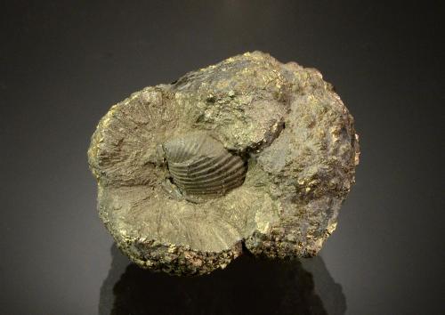Pyrite<br />Arroyo Spring, Alden, Condado Erie, New York, USA<br />2.6 x 2.0 cm<br /> (Author: Michael Shaw)