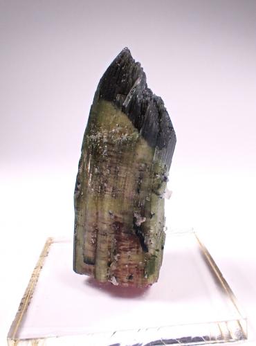 Elbaite (Tourmaline Group)<br />San Diego Mine, Gem Hill, Mesa Grande District, San Diego County, California, USA<br />60 mm x 26 mm x 25 mm<br /> (Author: Don Lum)
