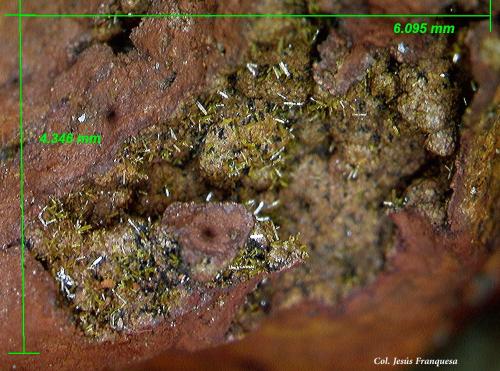 Mimetita.<br />Cercal, Santiago do Cacém, Distrito Setúbal, Región Área Metropolitana de Lisboa, Portugal<br />6´09x4´34 mm.<br /> (Autor: Jesus Franquesa Baucells)