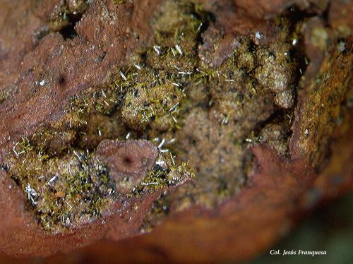 Mimetita.<br />Cercal, Santiago do Cacém, Distrito Setúbal, Región Área Metropolitana de Lisboa, Portugal<br />6´09x4´34 mm.<br /> (Autor: Jesus Franquesa Baucells)