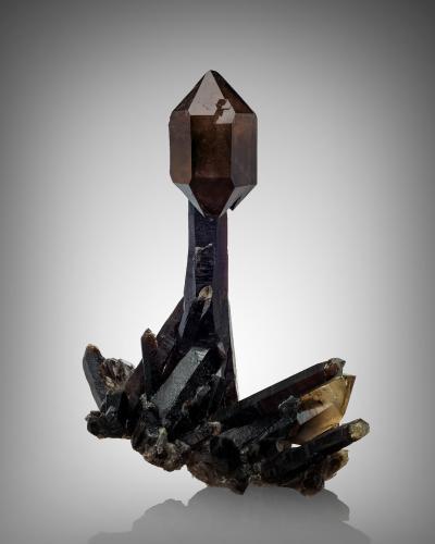 Quartz (varieties smoky and scepter)<br />Petersen Mountain, Hallelujah Junction area, Washoe County, Nevada, USA<br />22.5 x 17 x 30 cm / main crystal: 29 cm<br /> (Author: MIM Museum)