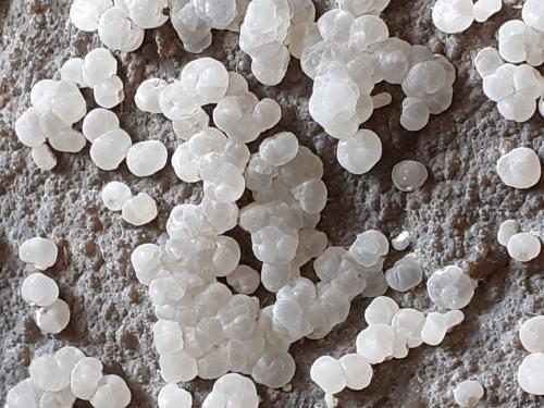 Talc<br />Arrestra Quarry, Molinetto, Cogoleto, Genova Province, Liguria, Italy<br />10 x 8 cm<br /> (Author: Volkmar Stingl)