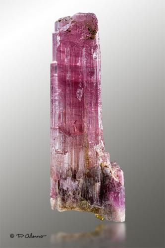 Elbaita (variedad rubelita)<br />Mina Cruzeiro, Santa Maria do Suaçui, Governador Valadares, Vale do Rio Doce, Minas Gerais, Brasil<br />4cm x 10cm x 2,5cm<br /> (Autor: Pere Alonso)