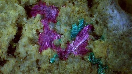 Erythrite, Tirolite<br />Stocker adit, Silberberg mining district, Reith im Alpbachtal, Kufstein District, Inn Valley, North Tyrol, Tyrol/Tirol, Austria<br />2,5 x 2 cm<br /> (Author: Volkmar Stingl)