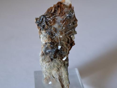 Boulangerite, Siderite<br />Bottino Mine, Sant'Anna (Sant'Anna di Stazzema), Apuan Alps, Stazzema Municipality, Lucca Province, Tuscany, Italy<br />3.5 x 1.5 cm<br /> (Author: Volkmar Stingl)