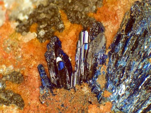 Azurita<br />Sierra Minera de Cartagena-La Unión, Cartagena, Comarca Campo de Cartagena, Región de Murcia (Murcia), España<br />Cristales de hasta 5 mm.<br /> (Autor: Antonio P. López)