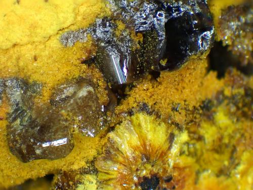 Chervetita, Curienita<br />Mina Mounana, Franceville, Provincia Haut-Ogooué, Gabón<br />Cristales de 2 mm.<br /> (Autor: Antonio P. López)