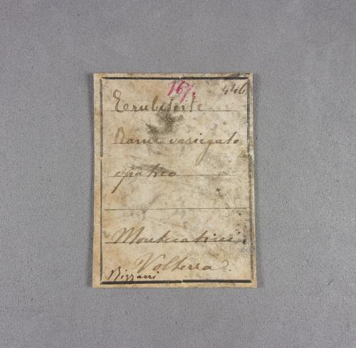 _Etiqueta Bornita.<br />Montecatini Mine, Montecatini Val di Cecina, Pisa Province, Tuscany, Italy<br />8 x 5,2 x 3,5 cm. 361,8 g.<br /> (Autor: J. G. Alcolea)