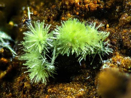 Arthurita<br />Mina María Josefa, Rodalquilar, Níjar, Comarca Metropolitana de Almería, Almería, Andalucía, España<br />2 mm<br /> (Autor: Borja Sainz de Baranda)