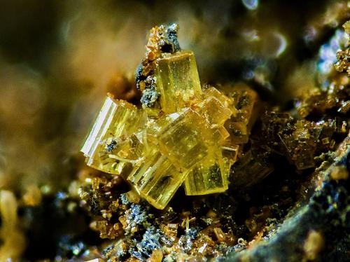 Nealita<br />Playa del Gachero, Puerto de Mazarrón, Mazarrón, Comarca Alto Guadalentín, Región de Murcia (Murcia), España<br />2 mm<br /> (Autor: Borja Sainz de Baranda)