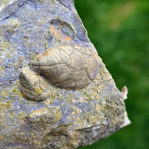 Pyrite secondary deposit<br />Yorkshire, England / United Kingdom<br /><br /> (Author: Forrestblyth)