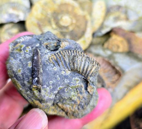 Pyritized fossil nodule<br /><br /><br /> (Author: Forrestblyth)