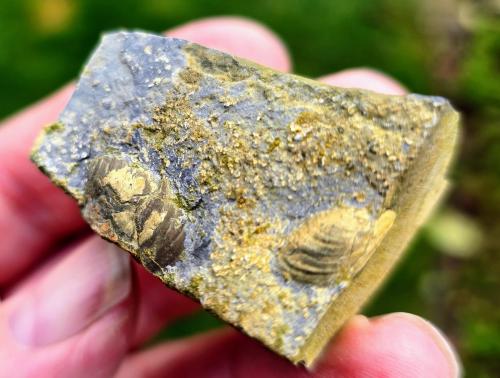 Pyrite secondary deposit<br /><br />10 cm<br /> (Author: Forrestblyth)