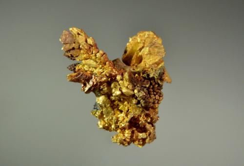 Gold<br />Mina Colorado Quartz, Colorado, Distrito Colorado, Mother Lode Belt, Condado Mariposa, California, USA<br />1.9 x 1.3 cm<br /> (Author: Michael Shaw)
