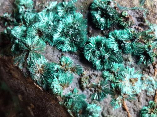 Malachite<br />Mina Alte Malscheid, Malscheid, Herdorf, Siegerland, Renania-Palatinado/Rheinland-Pfalz, Alemania<br />6,5 x 6 cm<br /> (Author: Volkmar Stingl)