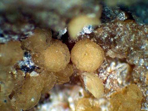 Eosforita<br />Concesión Ilha, Taquaral, Itinga, Vale do Jequitinhonha, Minas Gerais, Brasil<br />Glóbulos de 3 mm.<br /> (Autor: Antonio P. López)