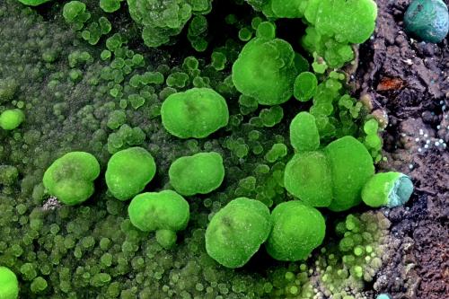 Conichalcite<br />Prevision Mine, De los Cocones Ravine, Fiñana, Comarca Los Filabres-Tabernas, Almería, Andalusia, Spain<br />FOV 5mm<br /> (Author: Carlos Pareja)