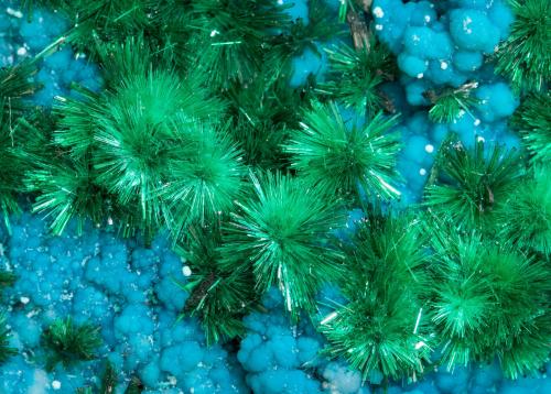 Brochantite with Chrysocolla and Atacamite<br />Mina Los Azules, Quebrada San Miguel, Provincia Copiapó, Región Atacama, Chile<br />7.2 × 4.3 × 2.6 cm<br /> (Author: Jordi Fabre)