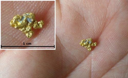 Gold<br />Mokelumne River, Amador County, California, USA<br />7 mm<br /> (Author: Tobi)