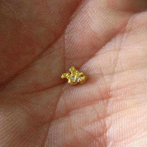 Gold<br />Mokelumne River, Amador County, California, USA<br />7 mm<br /> (Author: Tobi)