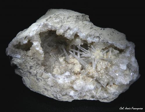 Celestina.<br />Ivorra, Comarca La Segarra, Lérida / Lleida, Cataluña / Catalunya, España<br />65x40 mm.<br /> (Autor: Jesus Franquesa Baucells)