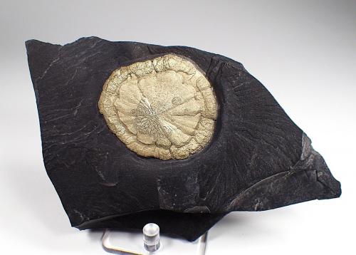 Pyrite<br />Sparta, Randolph County, Illinois, USA<br />168 mm x 97 mm x 25 mm<br /> (Author: Don Lum)
