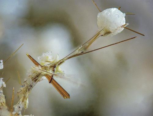 Yuanfuliita<br /><br />3 mm<br /> (Autor: Borja Sainz de Baranda)