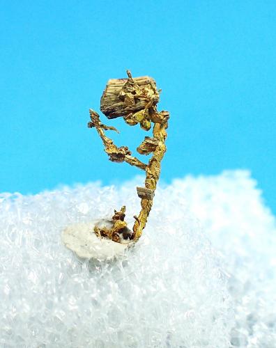 Native Gold<br />Tiglit, Assa-Zag Province, Guelmim-Oued Noun Region, Morocco<br />9 mm x 5.5 mm<br /> (Author: Don Lum)