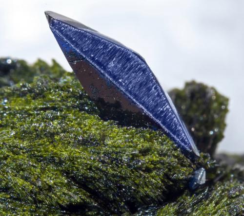 Azurite on Volborthite<br />Milpillas Mine, Cuitaca, Municipio Santa Cruz, Sonora, Mexico<br />Azurite crystal size: 1 × 0.3 cm<br /> (Author: Jordi Fabre)