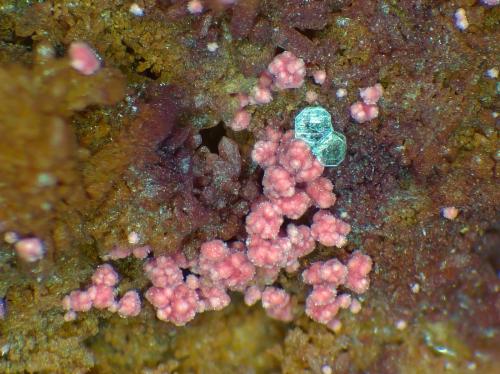 Heinrichita, Eritrita<br />Wittichen, Schenkenzell, Rottweil, Selva Negra, Baden-Württemberg, Alemania<br />Campo de visión 3 mm.<br /> (Autor: Antonio P. López)