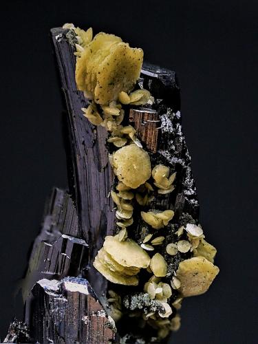 Siderita, ferberita<br />Minas da Panasqueira, Aldeia de São Francisco de Assis, Covilhã, Castelo Branco, Cova da Beira, Centro, Portugal<br />40 mm<br /> (Autor: Borja Sainz de Baranda)