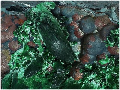 Malachite after Azurite on Goethite<br />Milpillas Mine, Cuitaca, Municipio Santa Cruz, Sonora, Mexico<br />13 cm x 7 cm x 4 cm<br /> (Author: silvia)