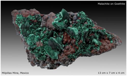 Malachite after Azurite on Goethite<br />Milpillas Mine, Cuitaca, Municipio Santa Cruz, Sonora, Mexico<br />13 cm x 7 cm x 4 cm<br /> (Author: silvia)